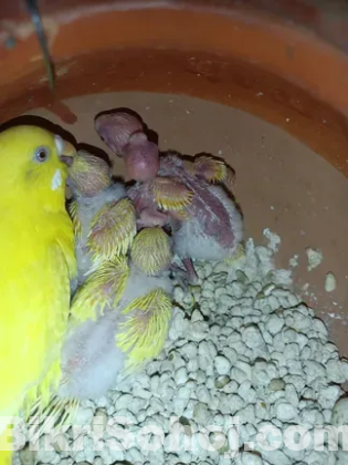 1 জোড়া রানিং লুটিনো মাস্টার পেয়ার